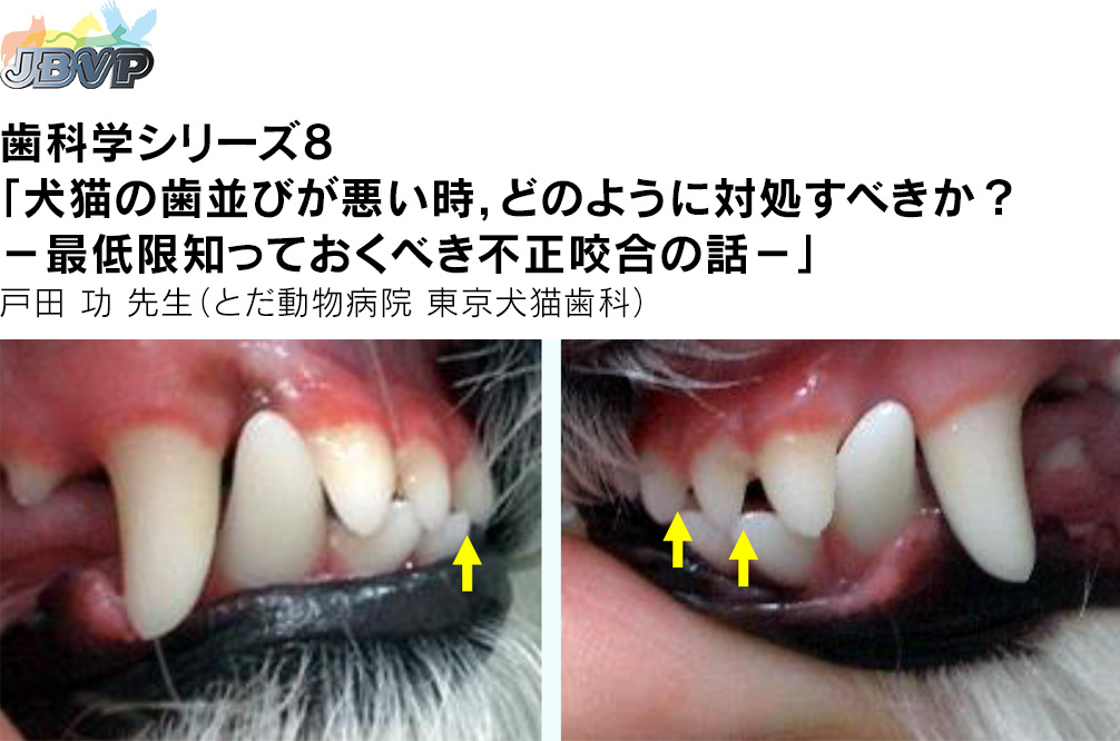 歯科学08 犬猫の歯並びが悪い時 どのように対処すべきか 最低限知っておくべき不正咬合の話 Hisync ハイシンク 獣医療動画配信サービス