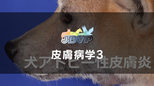 フォックス博士のペット相談室 犬