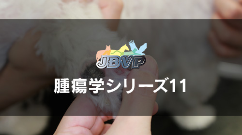 腫瘍学11 見つけたときにちょっと困る腫瘤の診断と治療：2024 年Version －犬の皮膚肥満細胞腫－