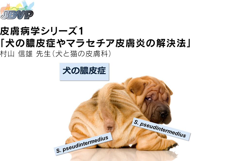 皮膚病学01 犬の膿皮症やマラセチア皮膚炎の解決法 Hisync ハイシンク 獣医療動画配信サービス